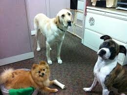 Taking your dog to work can reduce stress for everyone Taking your dog to work can reduce stress for everyone there
