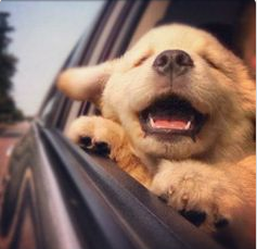 Wind in his face - a happy pup