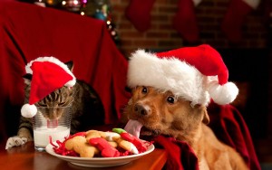 Be careful when sharing with your best friends - some human foods are toxic to pets