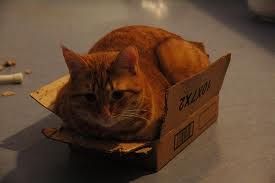 Any size box is the right size for a cat