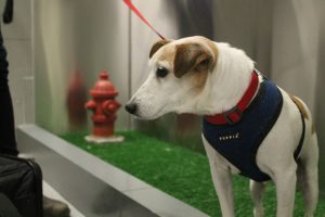 In this April 26, 2016 photo, John John visits the new pet relief area at New York's JFK airport before he and his owner Taylor Robbins head home on a flight to Atlanta. A new "pet relief" area has opened in the international air terminal at JFL to help passengers taking their dogs on a long flight. (AP Photo/William Mathis)