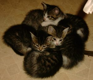 Kitten huddle 2013