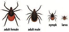 Deer tick ID - ticks can cause lyme disease; be sure to get your dog vaccinated against it!