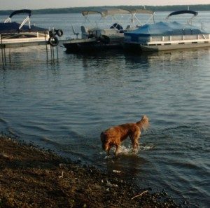 Audie heading back to shore with his ball; like all retrievers, he loves to swim and fetch