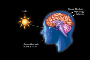 Is the sun's affect on circadian rhythms due to vitamin D production?
