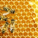 Can bee bacteria counter antibiotic-resistant infections?
