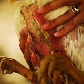 This is typically what the underside of chickens look like - ammonia burns and raw skin