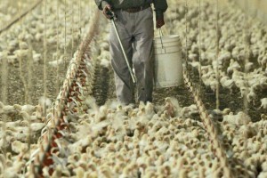"Humanely" raised poultry - crowded conditions demonstrate why so many antibiotics are used