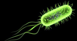 E-coli bacteria