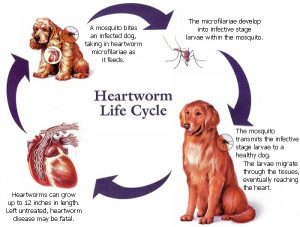heartworm_cycle1